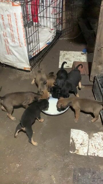 Chó con Nâu Đen 7 con. Mua bán Chó tại Huyện Trảng Bom Đồng Nai được đăng bởi huỳnh phương hình 1