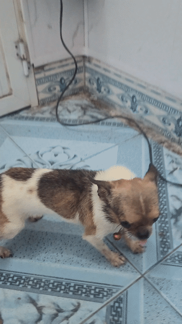 Bé chihuahua hơn 1,5 tuổi size siêu mini. Mua bán Chó tại Quận Lê Chân Hải Phòng được đăng bởi Huong Dang hình 1