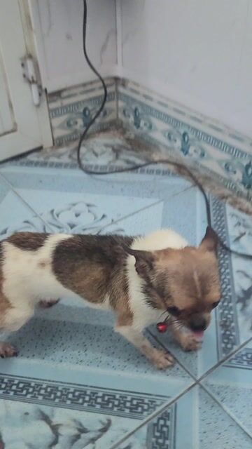 Bé chihuahua hơn 1,5 tuổi size siêu mini. Mua bán Chó tại Quận Lê Chân Hải Phòng được đăng bởi Huong Dang hình 1
