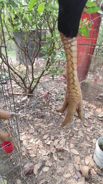 Gà chọi Đực 3.75kg. Mua bán Gà tại Huyện Cần Đước Long An được đăng bởi Quảng ca hình 1