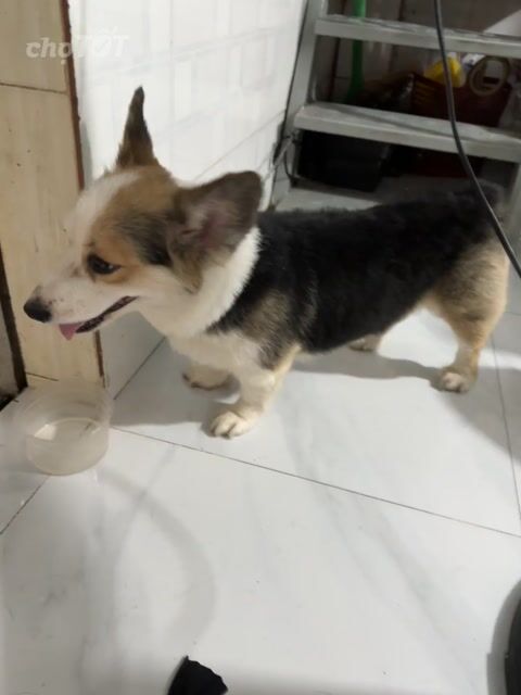 Chó Corgi Cái Gần 1 tuổi Trắng nâu đen. Mua bán Chó tại Quận Bình Tân Tp Hồ Chí Minh được đăng bởi Lê sỹ hùng hình 1