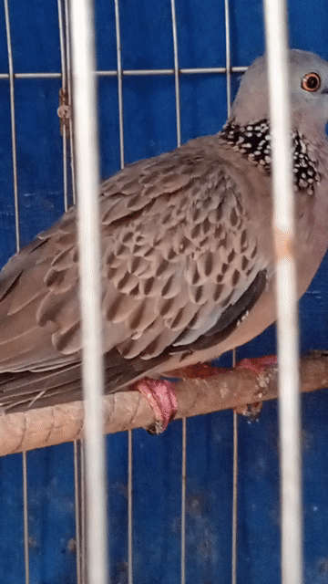 Chim Malay cái. Mua bán Chim tại Thành phố Sóc Trăng Sóc Trăng được đăng bởi hải p3 hình 1