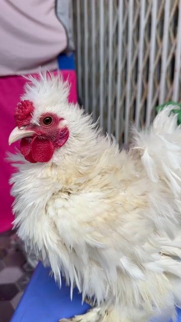 Gà Penkin Trống Trắng. Mua bán Gà tại Thành phố Vĩnh Long Vĩnh Long được đăng bởi Thí Lê hình 1