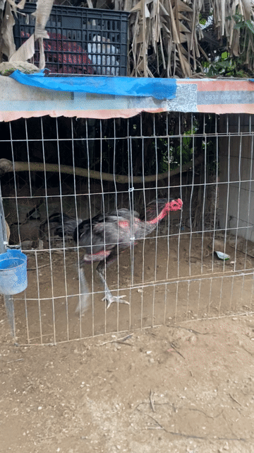 Gà chọi tơ đực Đen xám. Mua bán Gà tại Quận Ngũ Hành Sơn Đà Nẵng được đăng bởi Hoàng tấn  hình 1