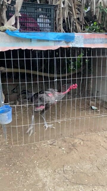 Gà chọi tơ đực Đen xám. Mua bán Gà tại Quận Ngũ Hành Sơn Đà Nẵng được đăng bởi Hoàng tấn  hình 1
