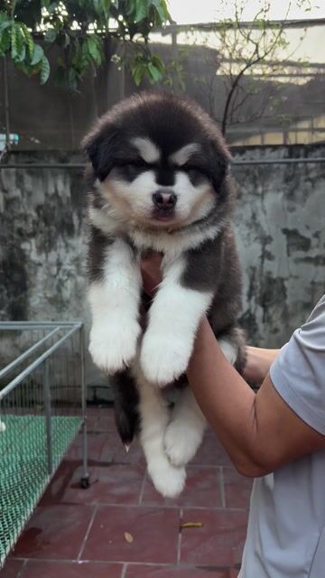 Chó Alaska Đen trắng hơn 50 ngày. Mua bán Chó tại Huyện Phúc Thọ Hà Nội được đăng bởi Thanh Hoa Phan hình 1