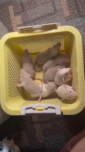 Chuột Rat Dumbo Xám trắng,Xám tìm ba mẹ yêu thương. Mua bán Thú cưng khác tại Quận Hai Bà Trưng Hà Nội được đăng bởi Mai Yến Nguyễn hình 1