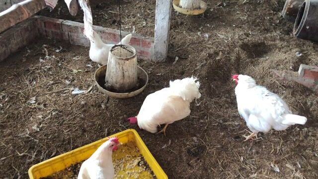 Gà Ai Cập sinh sản. Mua bán Gà tại Huyện Mang Thít Vĩnh Long được đăng bởi thành  hình 1