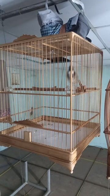 nguyên bộ chào mào 3 mùa thuần không tật lỗi. Mua bán Chim tại Quận Bình Tân Tp Hồ Chí Minh được đăng bởi Toàn  hình 1