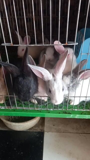 Thỏ nhiều màu khỏe mạnh. Mua bán Thú cưng khác tại Quận Bình Thạnh Tp Hồ Chí Minh được đăng bởi Thỏ Con hình 1