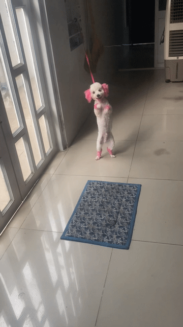 Chó Poodle Tiny Đực Trắng 6 tháng. Mua bán Chó tại Huyện Trảng Bom Đồng Nai được đăng bởi hung dao hình 1