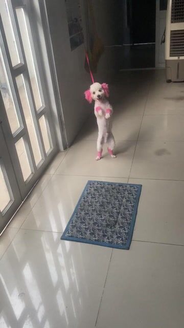 Chó Poodle Tiny Đực Trắng 6 tháng. Mua bán Chó tại Huyện Trảng Bom Đồng Nai được đăng bởi hung dao hình 1