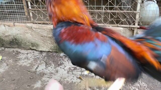 Gà Cuban Mỹ đực già tháng. Mua bán Gà tại Huyện Bình Chánh Tp Hồ Chí Minh được đăng bởi Gà tre Cần Giuộc hình 1