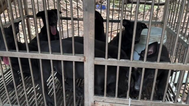 Chó Malinois Đen tuyền 7-8kg. Mua bán Chó tại Thành phố Thuận An Bình Dương được đăng bởi trung hình 1