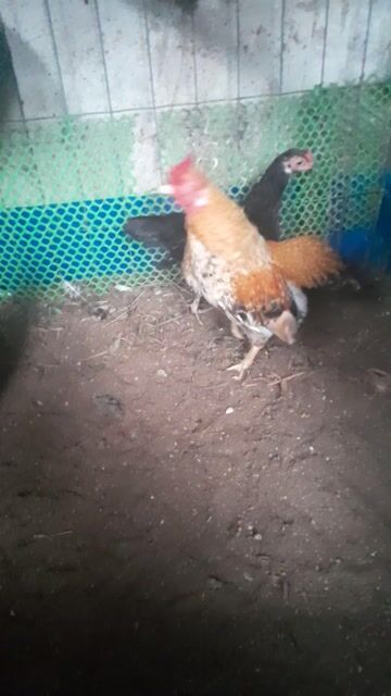 Gà nọc đen vàng. Mua bán Gà tại Thành phố Vĩnh Long Vĩnh Long được đăng bởi vương hình 1
