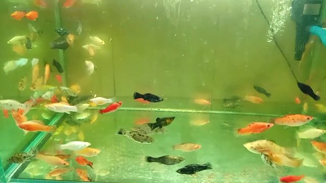Cá cảnh Trân châu cối nhiều màu 1k. Mua bán Thú cưng khác tại Thành phố Thủ Đức Tp Hồ Chí Minh được đăng bởi trần thị thảo giang hình 1