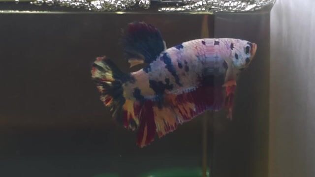 Cá betta Nemo Candy Galaxy 3.8cm. Mua bán Thú cưng khác tại Quận Bình Tân Tp Hồ Chí Minh được đăng bởi Thiện cảnh betta hình 1