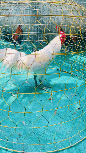 Gà chọi Xanh 3.3kg. Mua bán Gà tại Quận Cái Răng Cần Thơ được đăng bởi Trần Ngọc Huy hình 1