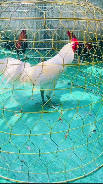 Gà chọi Xanh 3.3kg. Mua bán Gà tại Quận Cái Răng Cần Thơ được đăng bởi Trần Ngọc Huy hình 1