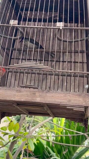 Chim chào mào bẫy sổng dc 2 e. Mua bán Chim tại Quận Hà Đông Hà Nội được đăng bởi Nguyen tuan hình 1