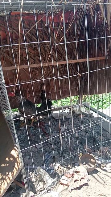 mái tơ ms phá ổ . Mua bán Gà tại Huyện Châu Phú An Giang được đăng bởi lạc vịt lạc vịt hình 1