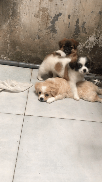 cần ra đi 3bé mỗi bé 3tr golden lai nhật. Mua bán Chó tại Huyện Hóc Môn Tp Hồ Chí Minh được đăng bởi thiên phước hình 1
