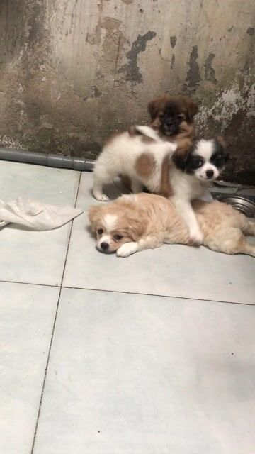 cần ra đi 3bé mỗi bé 3tr golden lai nhật. Mua bán Chó tại Huyện Hóc Môn Tp Hồ Chí Minh được đăng bởi thiên phước hình 1