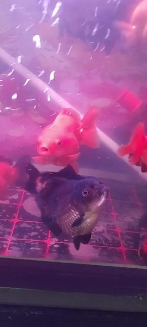 Cá vàng Oranda hơn 30con 2N-4N. Mua bán Thú cưng khác tại Quận Bình Thuỷ Cần Thơ được đăng bởi Bích Vy hình 1