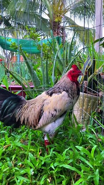 Gà chọi Đa sắc 2.7kg. Mua bán Gà tại Huyện Thanh Bình Đồng Tháp được đăng bởi minh gà cỏ hình 1