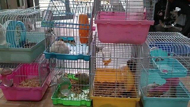 13 hamsters, 7 lồng. Mua bán Thú cưng khác tại Quận Gò Vấp Tp Hồ Chí Minh được đăng bởi Yuri hình 1
