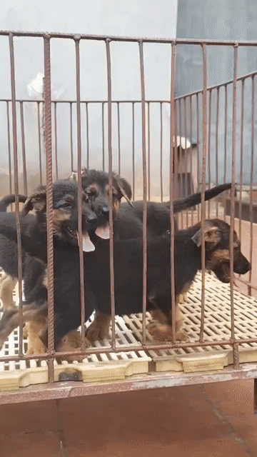 Chó Becgie Đức 65 ngày đã tiêm phòng. Mua bán Chó tại Huyện Bình Chánh Tp Hồ Chí Minh được đăng bởi Hoàng Trần Hoà hình 1