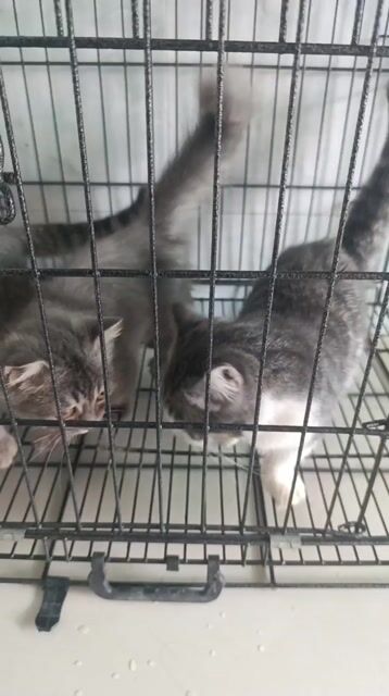 Mèo Anh lông ngắn đực 3 tháng trắng xám. Mua bán Mèo tại Huyện Nhơn Trạch Đồng Nai được đăng bởi Nguyễn Văn Phúc  hình 1