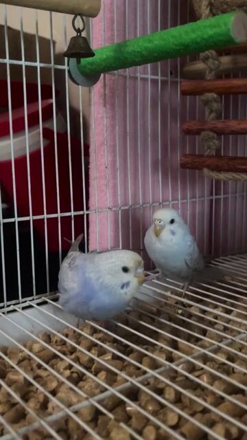 Chim Yến Phụng Trống Mái Trắng Xanh 2-3 tháng. Mua bán Chim tại Quận Bình Tân Tp Hồ Chí Minh được đăng bởi Minh Thiện hình 1