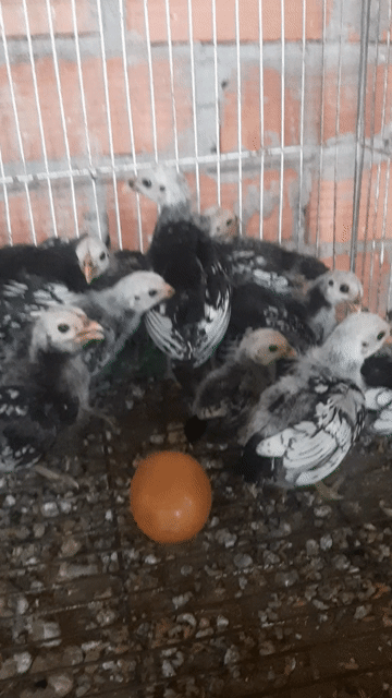 Gà vảy cá đen trắng 2 tháng. Mua bán Gà tại Quận 12 Tp Hồ Chí Minh được đăng bởi Công  Thịnh hình 1