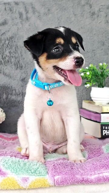 Trai Nhật F xin chào sen🎉😚💥💢🔥. Mua bán Chó tại Huyện Hóc Môn Tp Hồ Chí Minh được đăng bởi Smile Pet hình 1