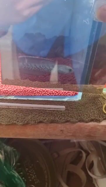 Cá cảnh Tiểu hoàng đế 10-11 cm. Mua bán Thú cưng khác tại Quận Hải Châu Đà Nẵng được đăng bởi Ngọc Phú hình 1