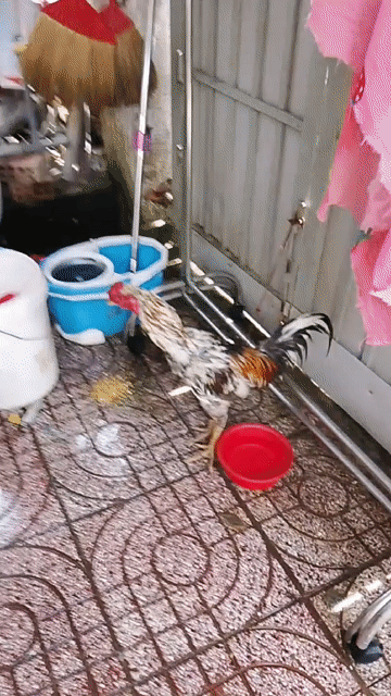 Gà không xác định. Mua bán Gà tại Huyện Hóc Môn Tp Hồ Chí Minh được đăng bởi anh khoi hình 1
