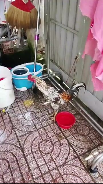 Gà không xác định. Mua bán Gà tại Huyện Hóc Môn Tp Hồ Chí Minh được đăng bởi anh khoi hình 1
