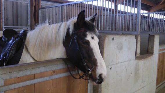 La femme qui parlait aux chevaux