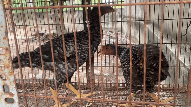 Gà Mỹ Peru Komodom trống 3 tháng. Mua bán Gà tại Thị xã Bến Cát Bình Dương được đăng bởi Vương Tài hình 1