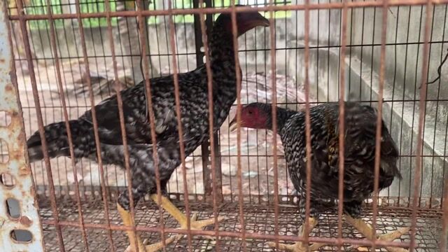 Gà Mỹ Peru Komodom trống 3 tháng. Mua bán Gà tại Thị xã Bến Cát Bình Dương được đăng bởi Vương Tài hình 1