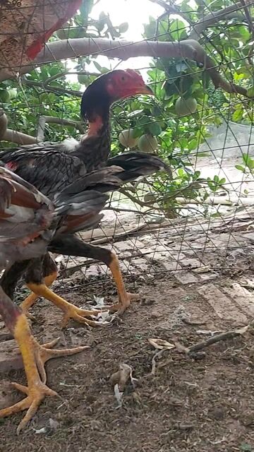 Gà chọi trống xám 22 tháng 2.9-3.0kg. Mua bán Gà tại Huyện Phú Xuyên Hà Nội được đăng bởi nguyễn văn thành hình 1