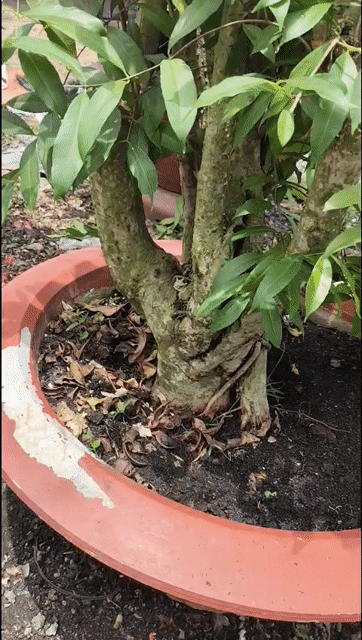 Cây trâm ổi 1.3m. Mua bán Cây cảnh, đồ trang trí tại Huyện Gò Dầu Tây Ninh được đăng bởi Dương hình 1