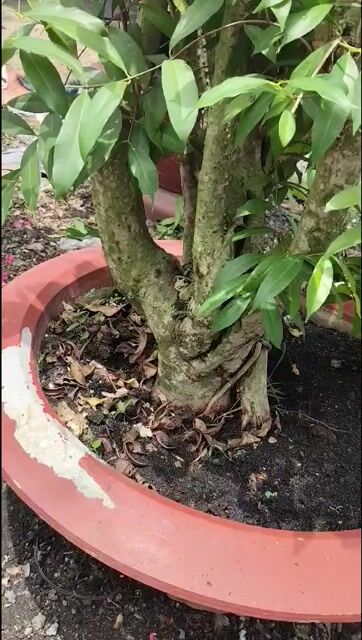 Cây trâm ổi 1.3m. Mua bán Cây cảnh, đồ trang trí tại Huyện Gò Dầu Tây Ninh được đăng bởi Dương hình 1