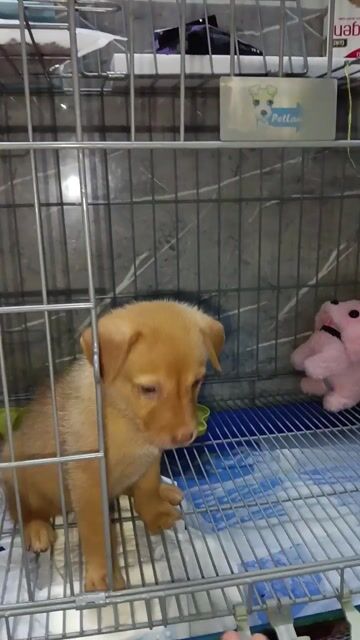 Chó Goldador Vàng 1.5-2 tháng. Mua bán Chó tại Huyện Nhà Bè Tp Hồ Chí Minh được đăng bởi Siu Súp hình 1