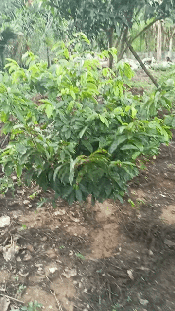  Xanh Rin một cốt vót ngọn.. Mua bán Cây cảnh, đồ trang trí tại Huyện Hòa Vang Đà Nẵng được đăng bởi Doãn Ngọc hình 1