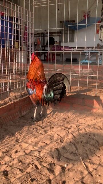 Gà tre đực 1.2kg đổ lên. Mua bán Gà tại Huyện Đức Hòa Long An được đăng bởi Thuận hình 1