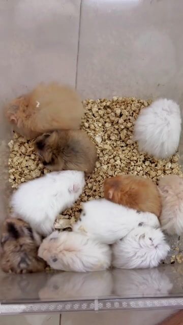 Xả hamster bear tạng to Trung ĐỰC - Quận 11. Mua bán Thú cưng khác tại Quận 11 Tp Hồ Chí Minh được đăng bởi Nguyễn Lâm hình 1
