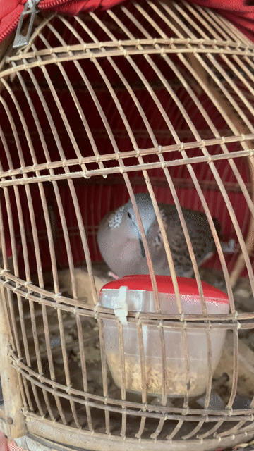 Chim gáy Malai 4 tháng tuổi Giọng thổ. Mua bán Chim tại Huyện Quốc Oai Hà Nội được đăng bởi duc anh hình 1