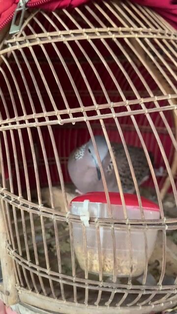 Chim gáy Malai 4 tháng tuổi Giọng thổ. Mua bán Chim tại Huyện Quốc Oai Hà Nội được đăng bởi duc anh hình 1